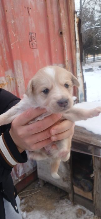 Отдам за бесплатно щенков