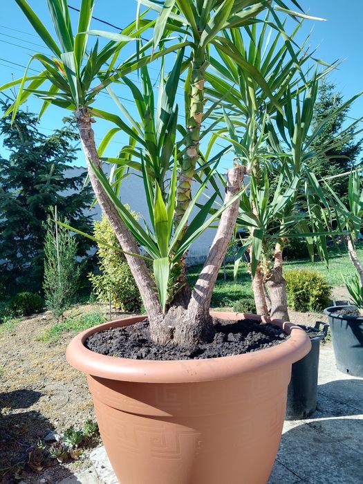 Yucca  picior elefant )exotic