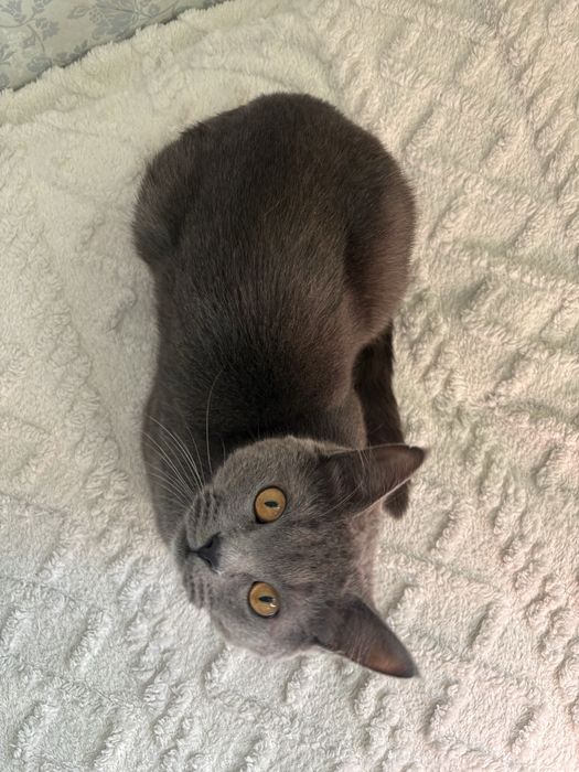 Британец,в добрые руки