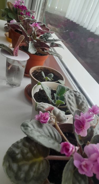 Фиалки в горшочках