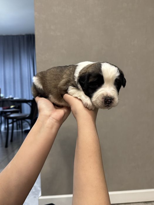 Московская сторожевая БРОНЬ