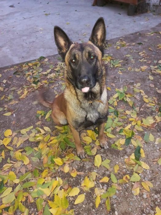 Продаётся щенок бельгиец