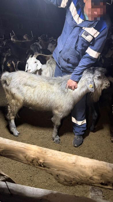 Продам козы, дойные