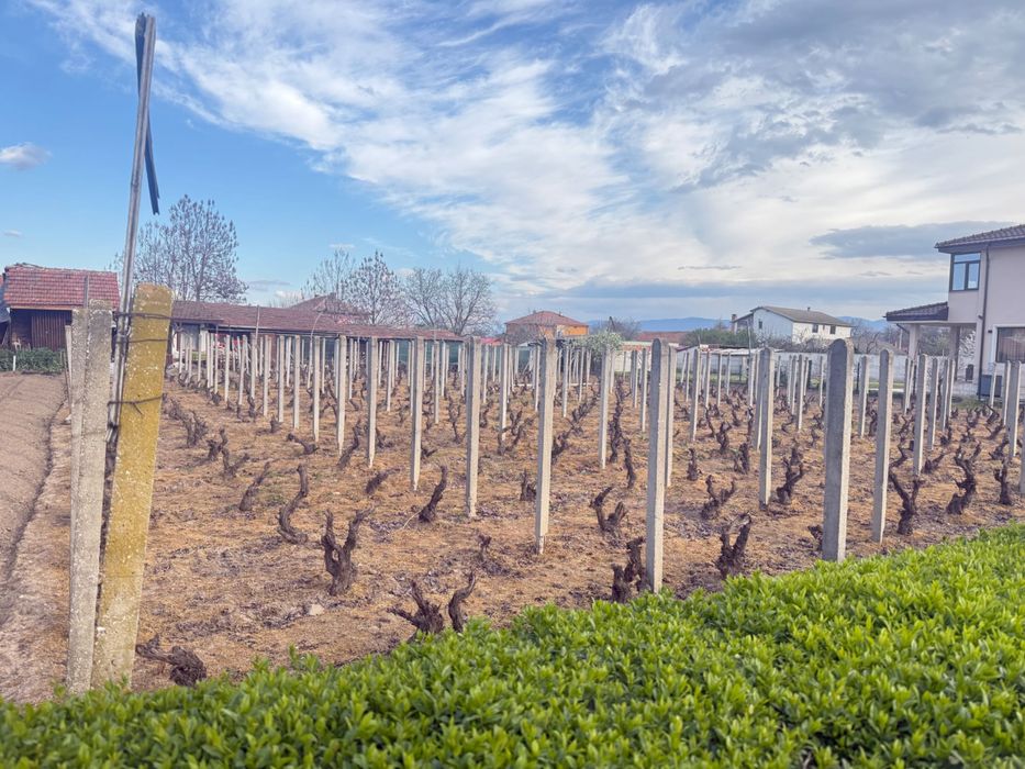 Циментови колове за лозе