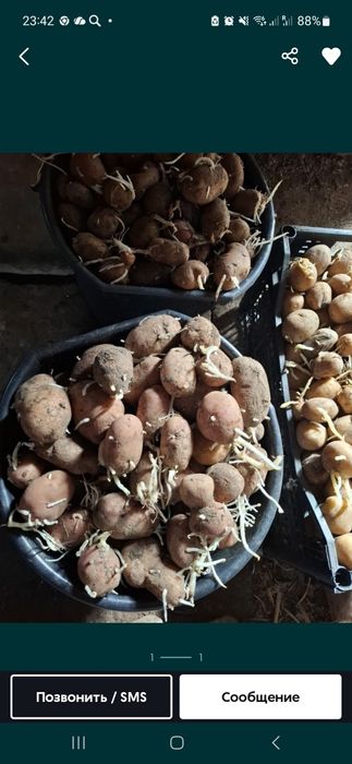 Продам картофель семянной