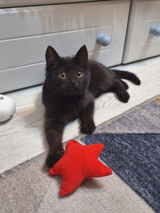 Котёнок девочка 4 месяца