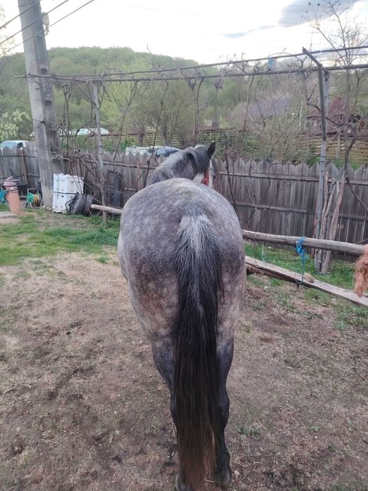 Iapă cu mânz de o săptămână și o mânză de un an de vânzare