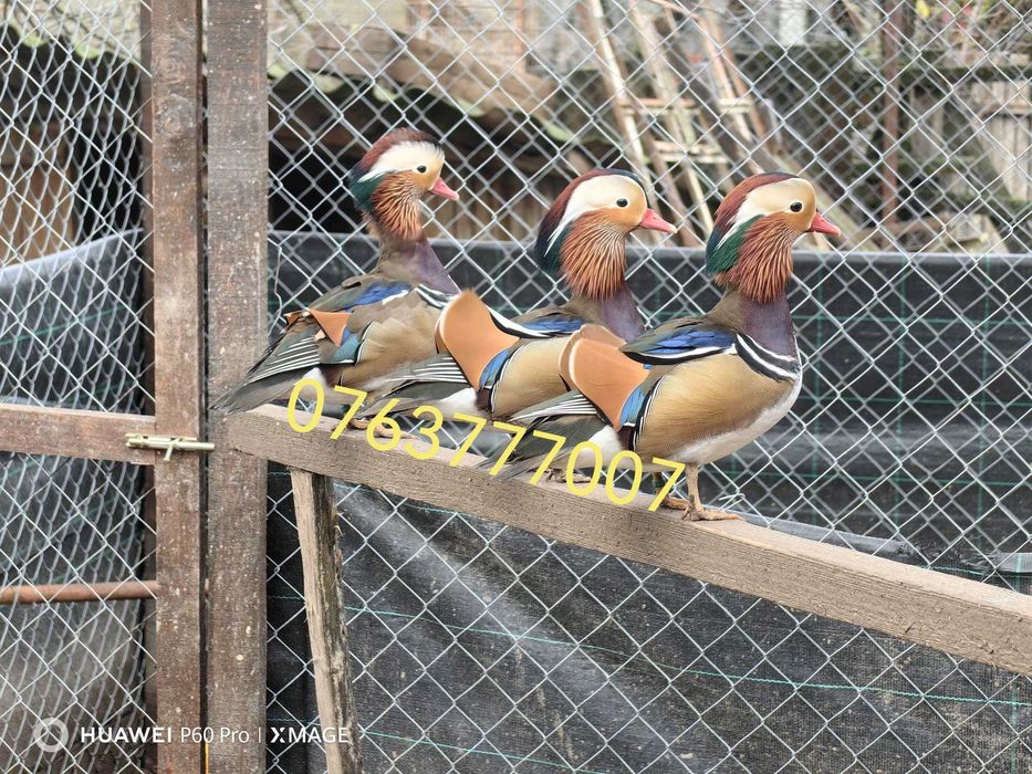 Ratoi mandarin standard