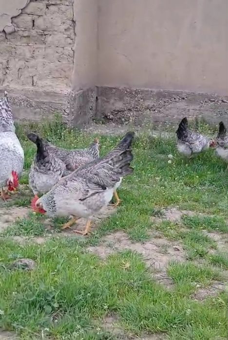Барковский тауықтарының жұмыртқасы