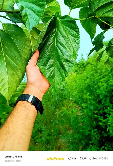 ЧЕРНИЧЕВ МУЛЧ - Натурален / Дървесен чипс /  Мулч Черница