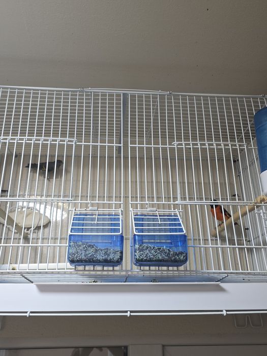 Pereche păsări exotice