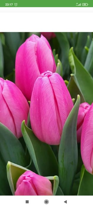 Тюльпаны и гиацинты к 8 марта