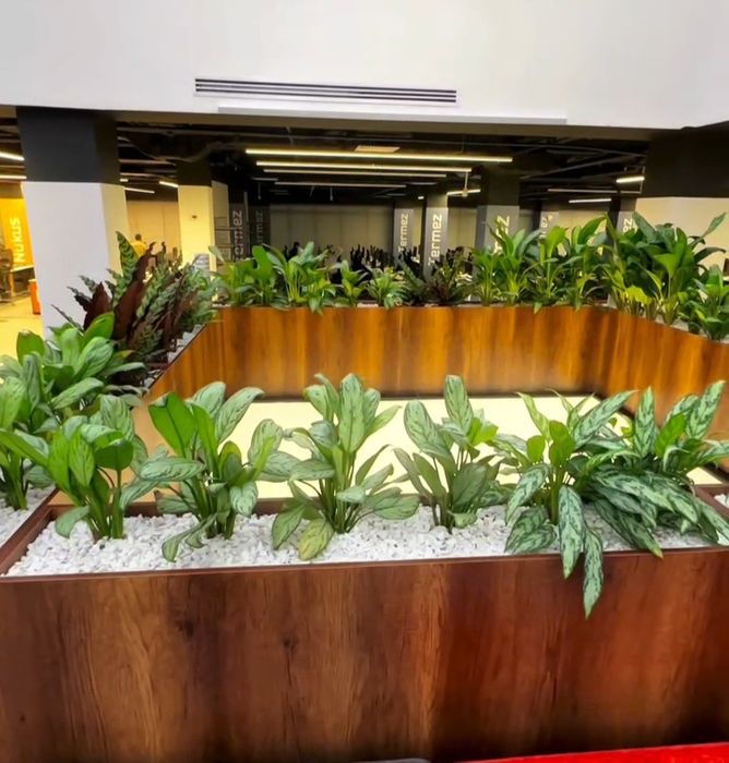 Услуги по озеленению офисов