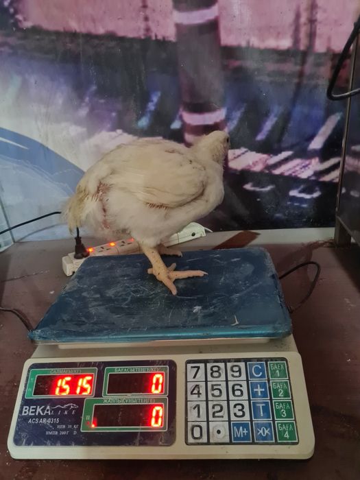 Куры бройлер мясные