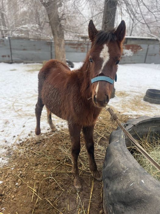 Жабагы тай сатылады