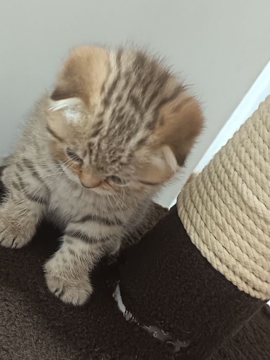 Fold  mushukcha sotiladi