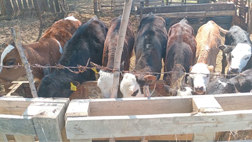 Продается телята  оптом  10 голов цена 1 миллион 950 тыс