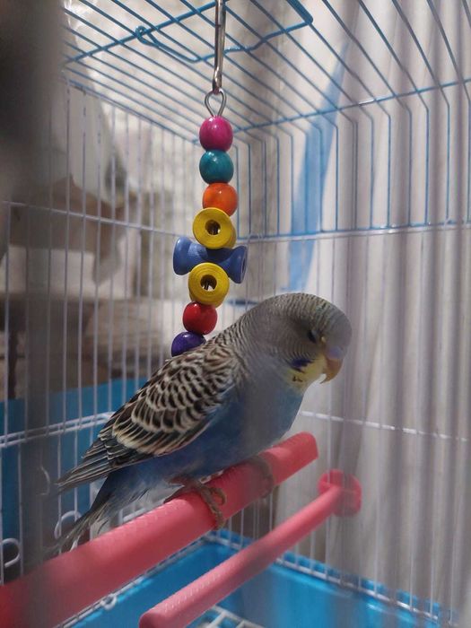 Попугай Кеша, ручная