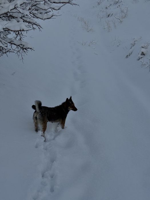 Продам ЗСЛ срочно