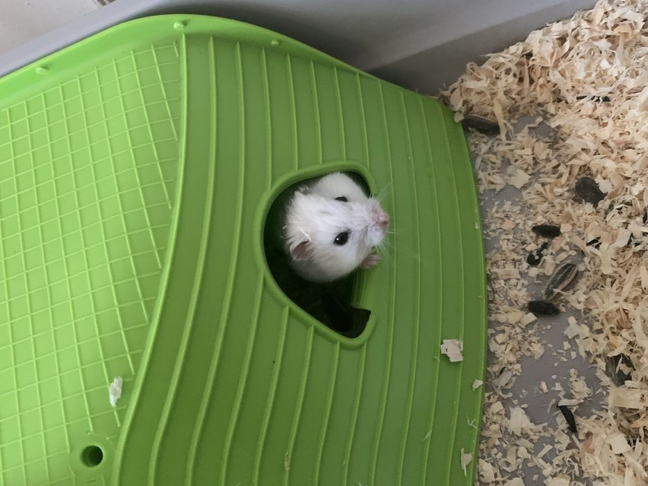 Vand hamster……..