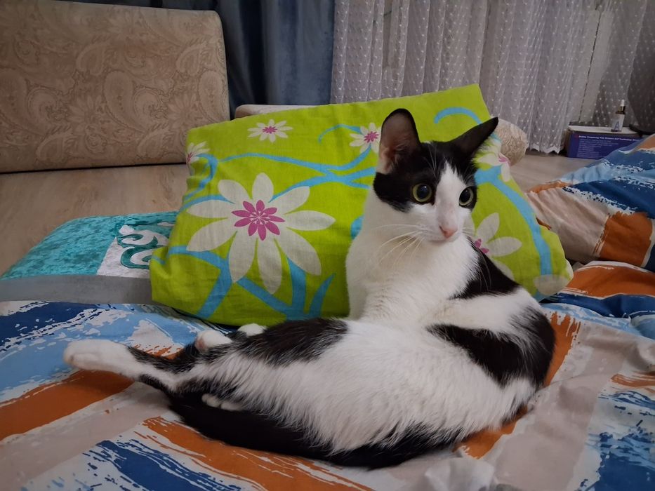 Отдам кота хорошие руки