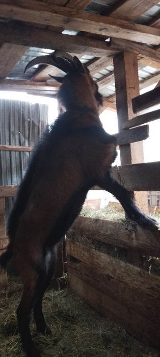 Vînd 2 Țapi alpin francez