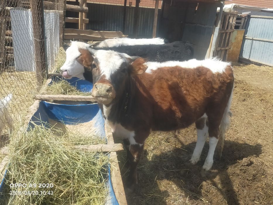 Баспактар сатылады