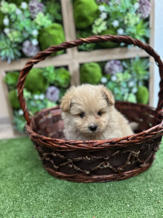 Помапу - Pomapoo.