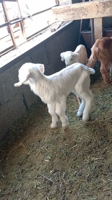 Теке лақтар альпи битал