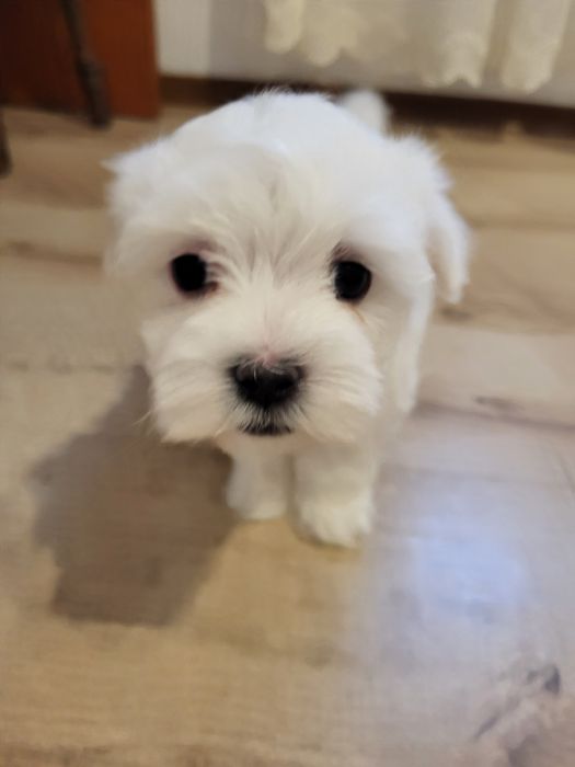 Vând bichoni maltezi mini toy.