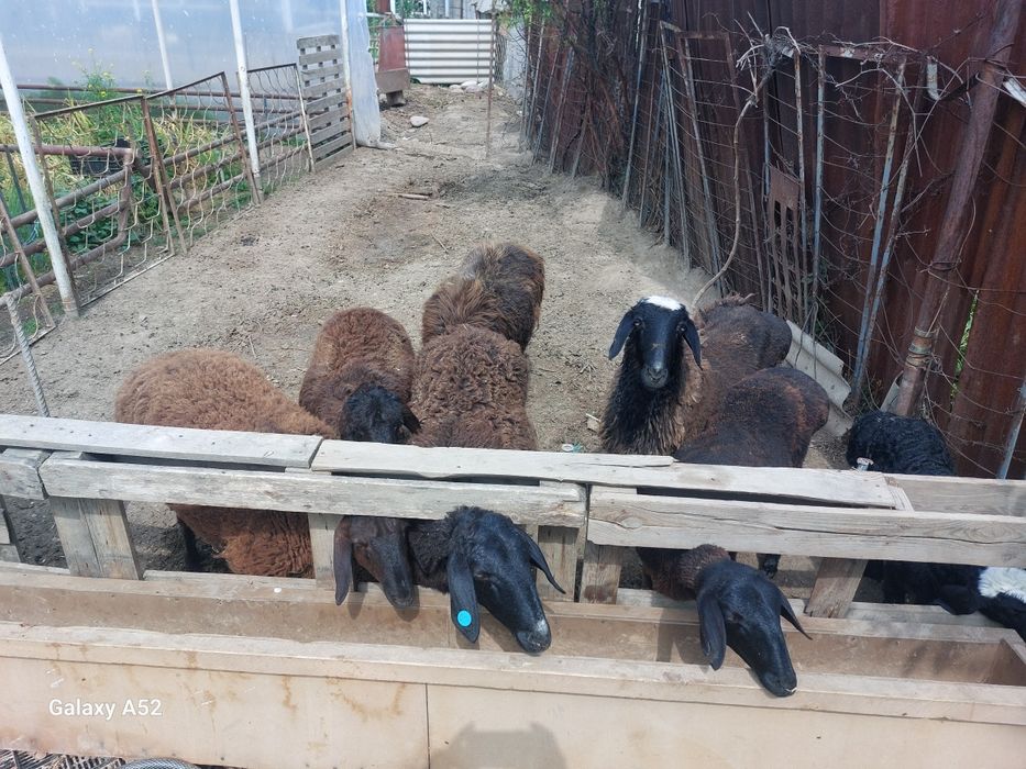 Qoy sotiladi uydan tuqqan bugoz