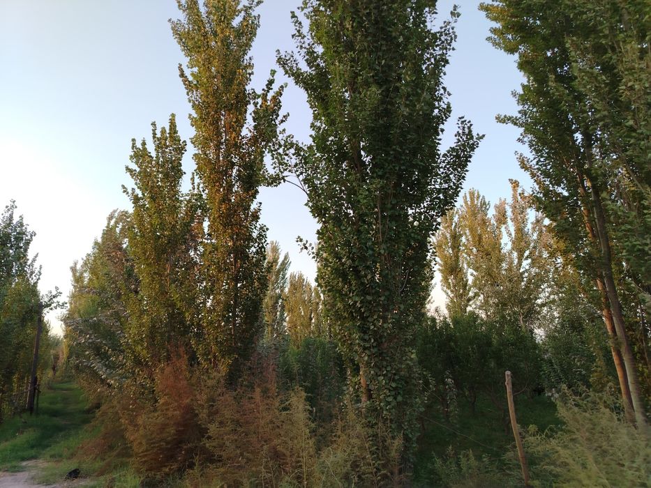 уй жой сотилади Фуркат тумани Пахтаобот кишлоги