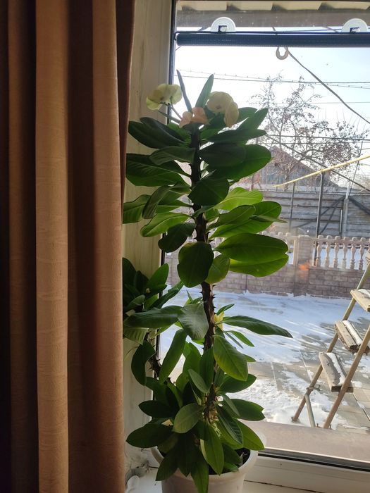 Домашние цветы комнатные