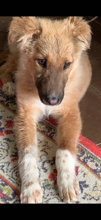 Любимую девочку пристраиваем в семью, в хорошие руки!