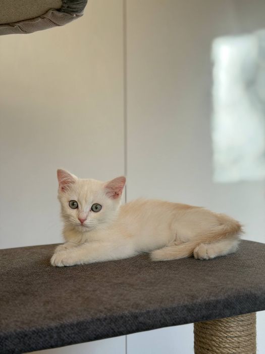 Кот Scottish Straight