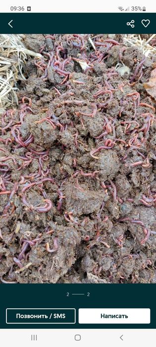 Чувалчанг ва биогумс сотилади