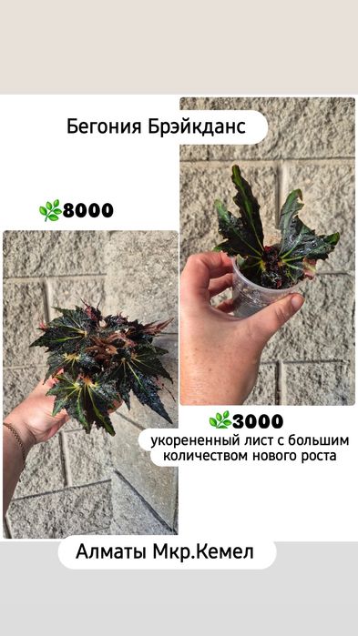 Комнатные растения