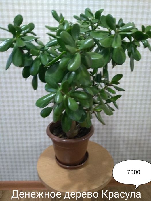 Цветы для дома и офиса