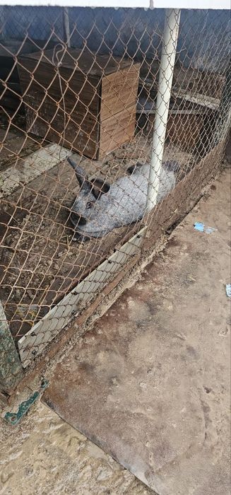 продаётся девочка самка кролик