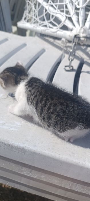 Котята бесплатно