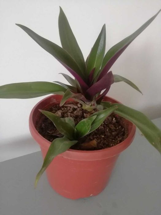 Барвинок пестролистный,  РЕО, папоротник , каланхое лечебный