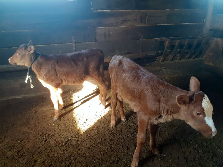 Продам телят 2 ургашы