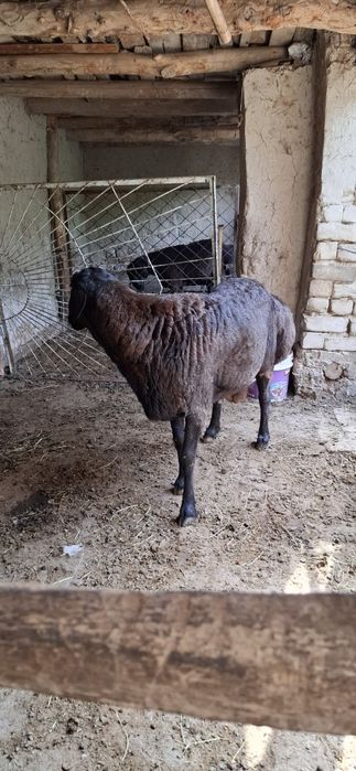 Qo'chqor sotiladi