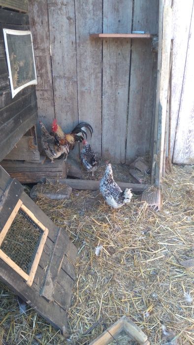 O familie de găinuțe mii de flori