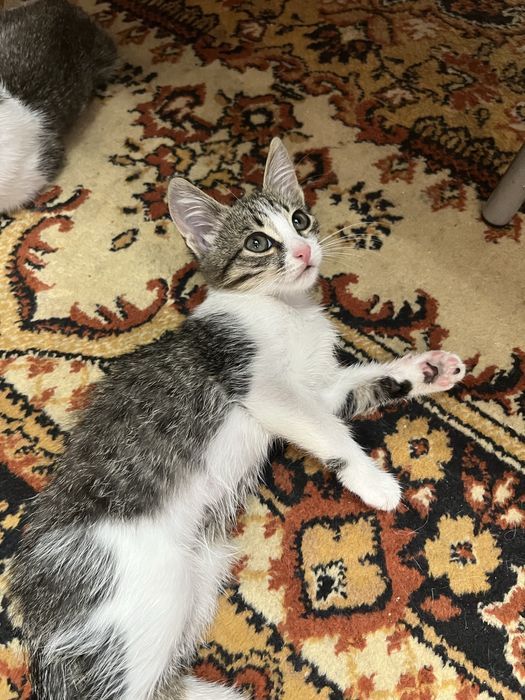 отдам котят в хорошие руки!