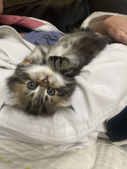 Девочка вислоухий Мэйн Кун