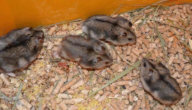 Хомячки джунгарики