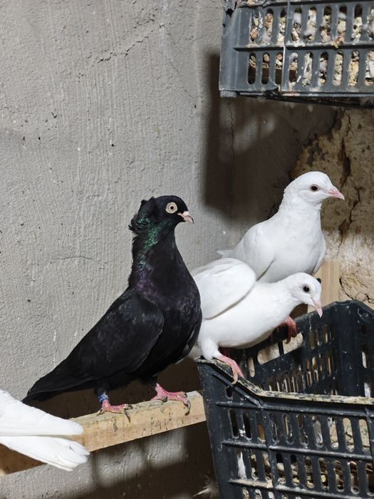 kaptar kabutar golubi golubey kaptarla kabutarlar turkman bakinski