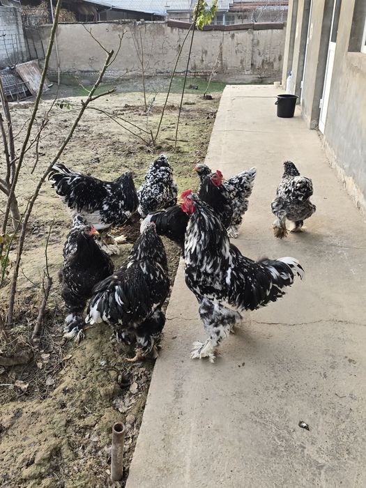 Продаются мрамор брама 5 шт