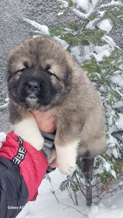 Щенки кавказской овчарки